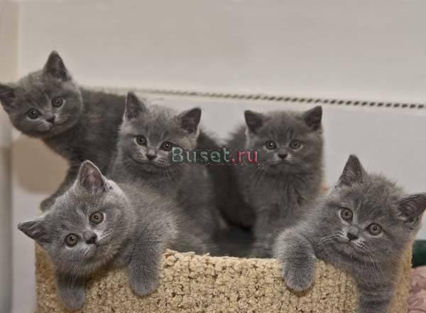 Британские клубные котята Санкт-Петербург