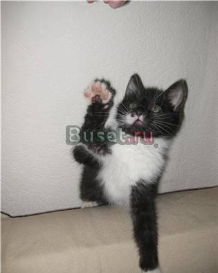 Сладкая ягодка,котенок Смородинка,в добрые руки Москва
