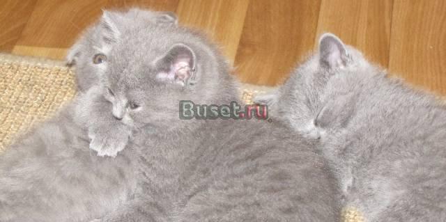 Предлагаю котят (плюшевое чюдо) Москва