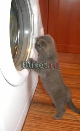Шотландская вислоухая, 2 мес. 3 нед Москва
