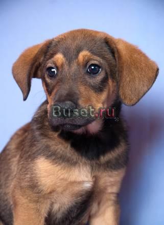 В дар щенок метис гончей 2,5 месяцев Москва