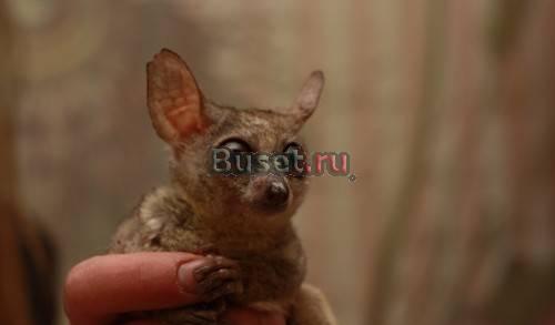 Сенегальские галаго Москва