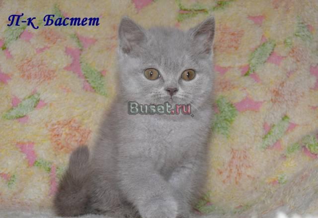 Лиловая девочка британочка Москва