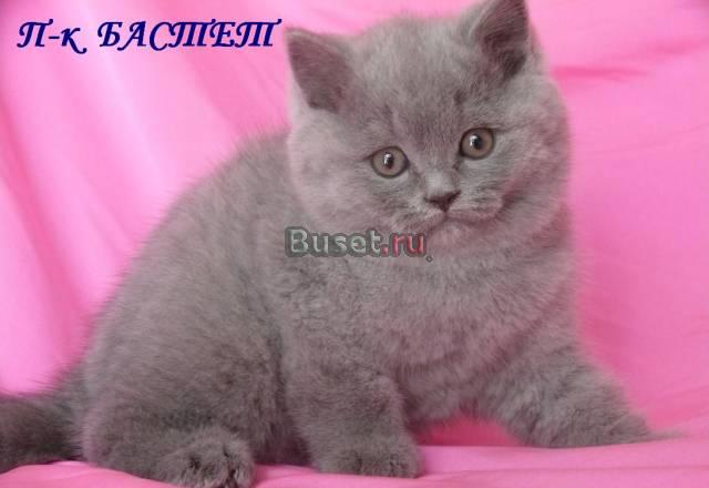 Девочка британка Королев