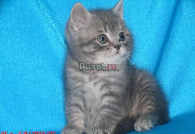 Британский кот, окрас голубой мрамор Москва