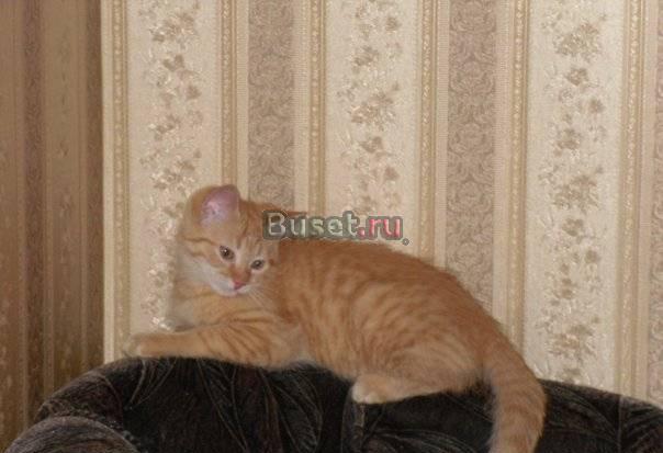 Котенок, рыжая кошечка в дар Санкт-Петербург