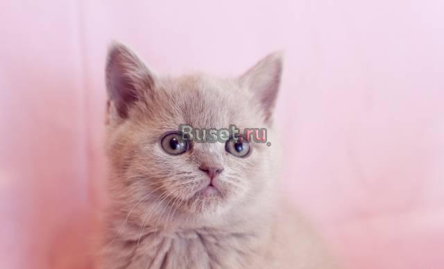 Клубная кошечка Скоттиш Страйт Москва