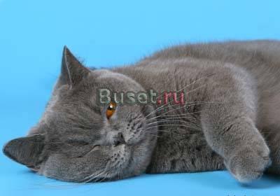 Британка с документами.Не стерилизована. Отдаю Москва