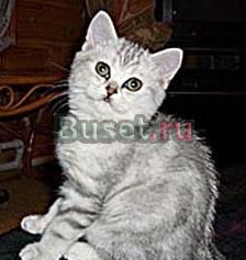 В добрые руки-котята Москва