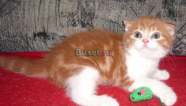 Шотландский вислоухий котик красный мрамор с белым Москва