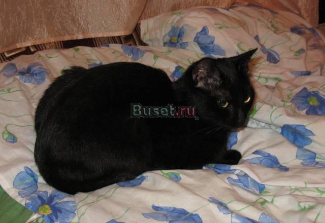 Кошка Москва