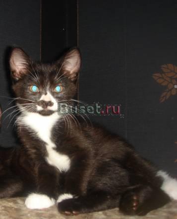 Котята Санкт-Петербург