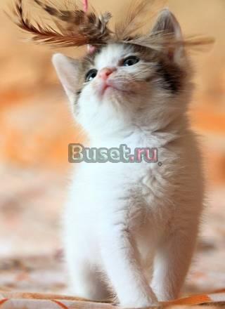 Очаровательные котята, мальчики, 1,5 мес Москва