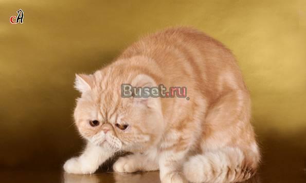 Экзотический кот приглашает на вязку Санкт-Петербург