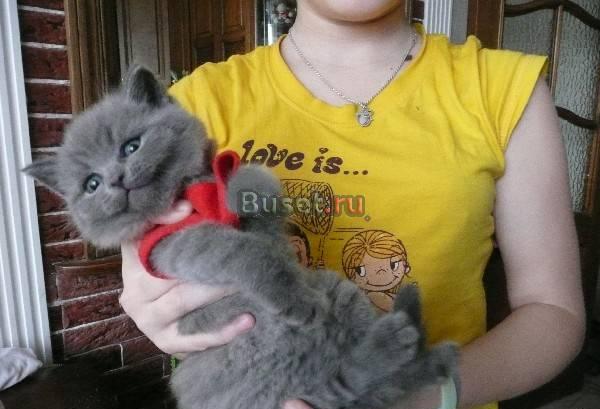 Британские котята - 2 месяца Санкт-Петербург
