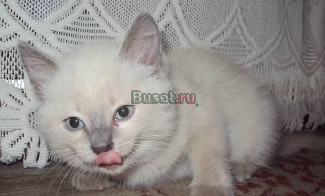 Отдам котят в хорошие руки Иркутск