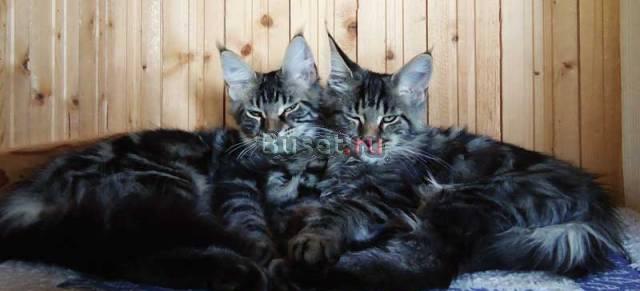 Котята мейн кун из питомника "xxxl.RUS" Москва
