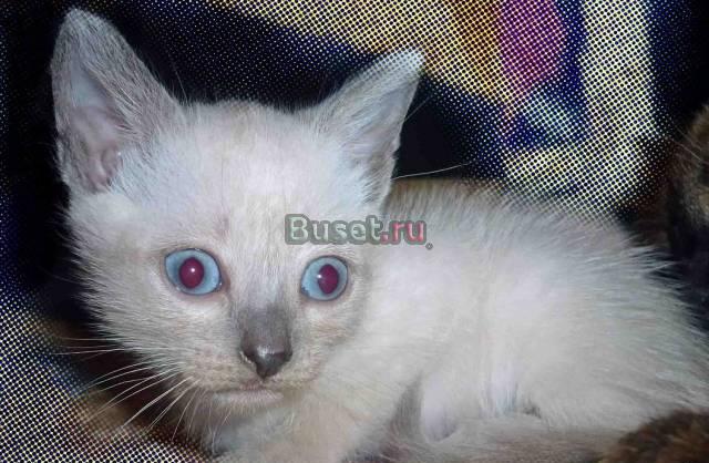 Тайские котята Екатеринбург