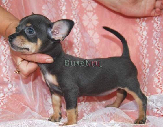 Щенки чихуахуа Шоу класса и для души Москва