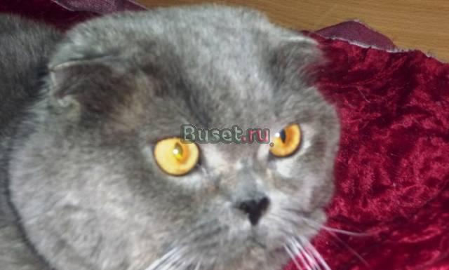 Британские коты вязка Москва