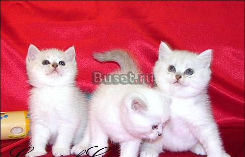 Британские котята Шоу-класса Москва