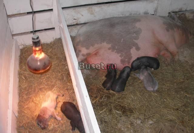 Вьетнамские вислобрюхие свиньи Коломна
