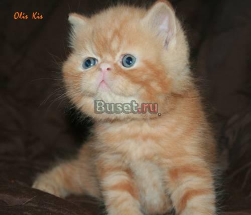 Экзотический котик Москва