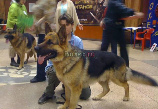 Предлагаю для вязки великолепного кобеля Москва