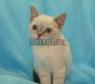 Скоттиш-страйт голубой линкс кошечка Санкт-Петербург