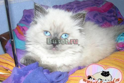 Котенок породы Рэгдолл (тряпичная кукла) Москва