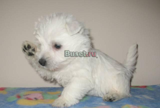 Бел Вест Снежки идут к Вам Москва