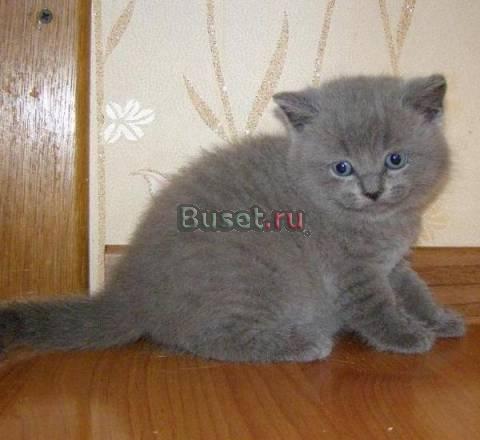 Шотландская прямоухая голубого окраса Москва