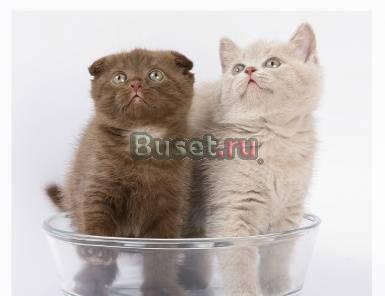 Вислоухие  и британские котята Москва