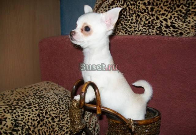 Чихуахуа, щенок, мальчик, возраст 6 месяцев Москва