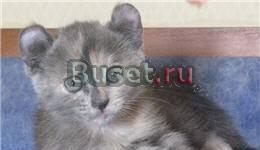 Американский кёрл котята Москва