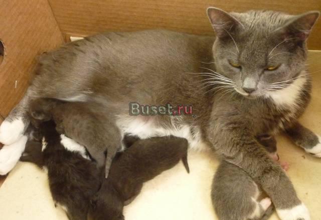 Котята наполнят ваш дом уютом Санкт-Петербург