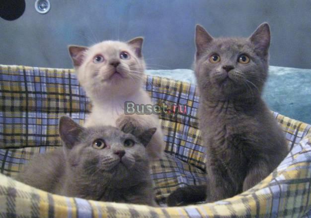 Британские и Шотландские вислоухие котята Санкт-Петербург