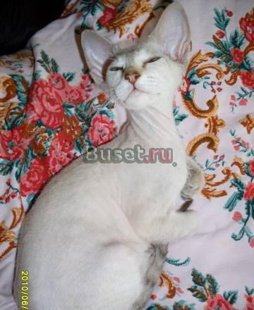 Маленький Пельмешка ищет родителей Санкт-Петербург