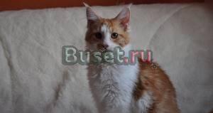 Мейн кун Котенок самой крупной породы домашних кош Москва