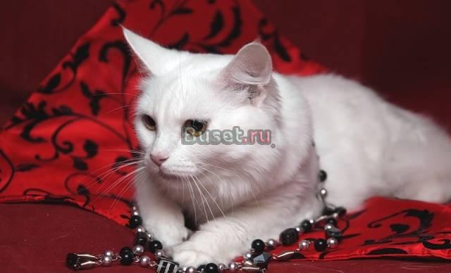 Белоснежные красавицы,  в ласковые руки Москва