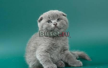Шотландские вислоухие котята Москва