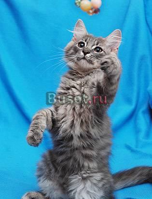 Максик и Черри - славная кошачья ребятня в дар Москва