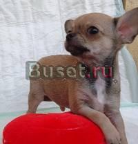 Чихуахуа гл.ш щенки (есть мини) Москва