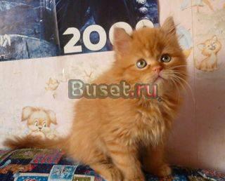 Рыжие котята полуперсы Москва