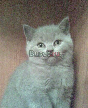 Котята 2 мес Санкт-Петербург