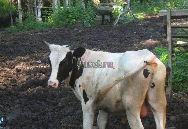 Молодой бычок Санкт-Петербург