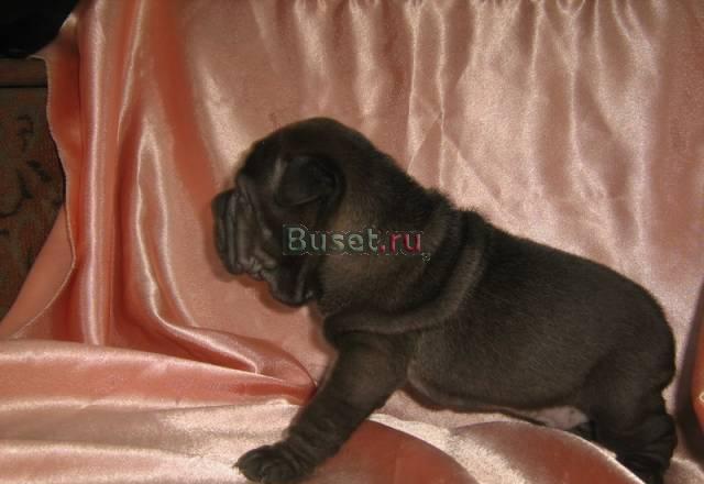 Щенки шар-пея Волгоград