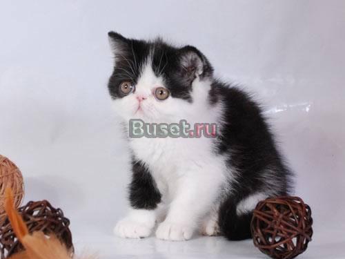 Экзотический плюшевый котик современного типа Москва
