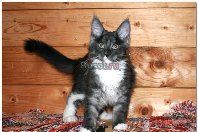 Котенок породы мейн-кун Москва