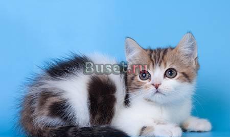 Шотландский короткошерстный котик Москва